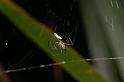 Leucage_granulata_D7697_Z_88_The Gap_Australie